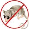 Possum Removal Brunswick